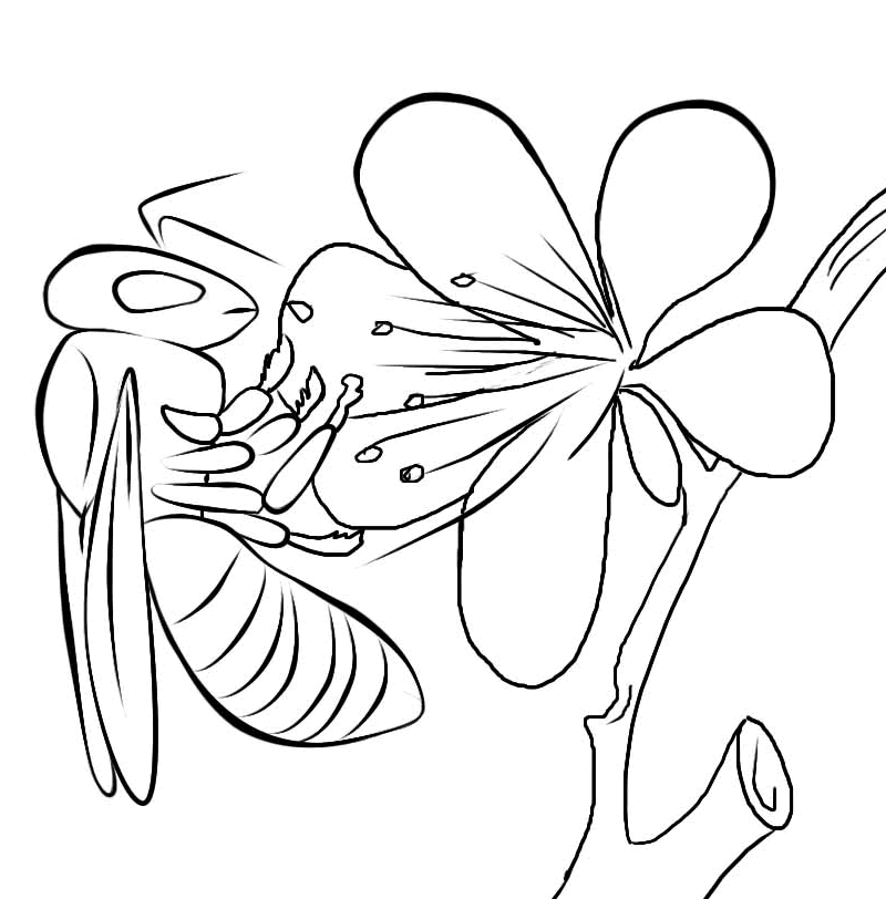 bee-coloring-page-0032-q1