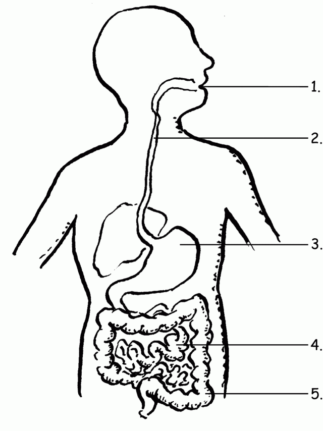 biology-coloring-page-0012-q1