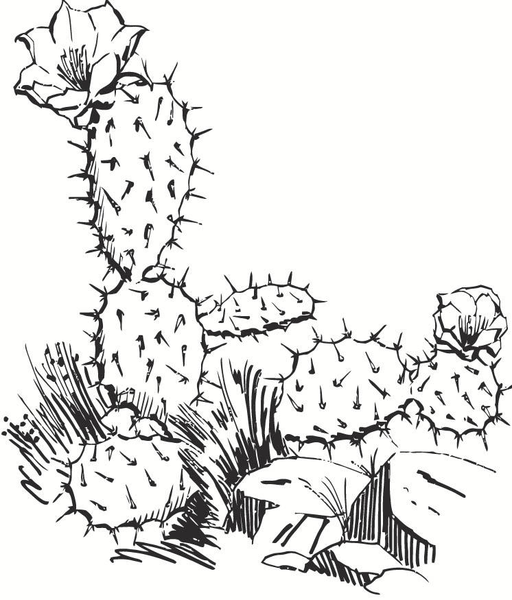 cactus-coloring-page-0009-q1