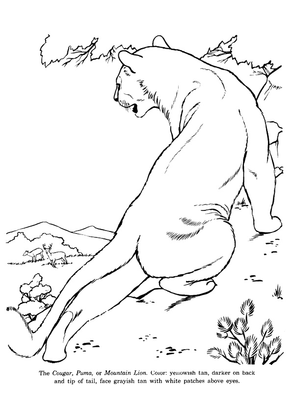 cougar-coloring-page-0006-q2