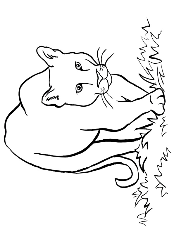 cougar-coloring-page-0007-q2
