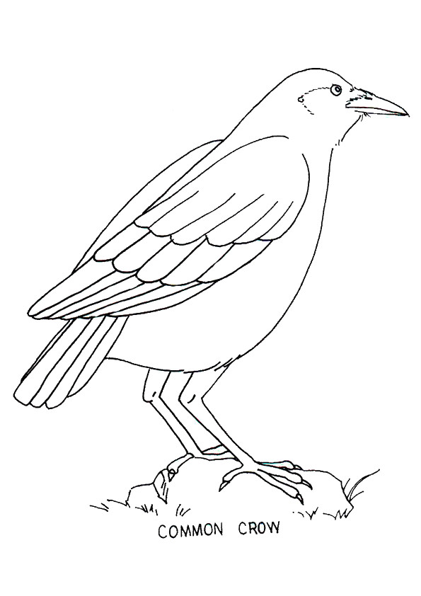 crow-coloring-page-0007-q2