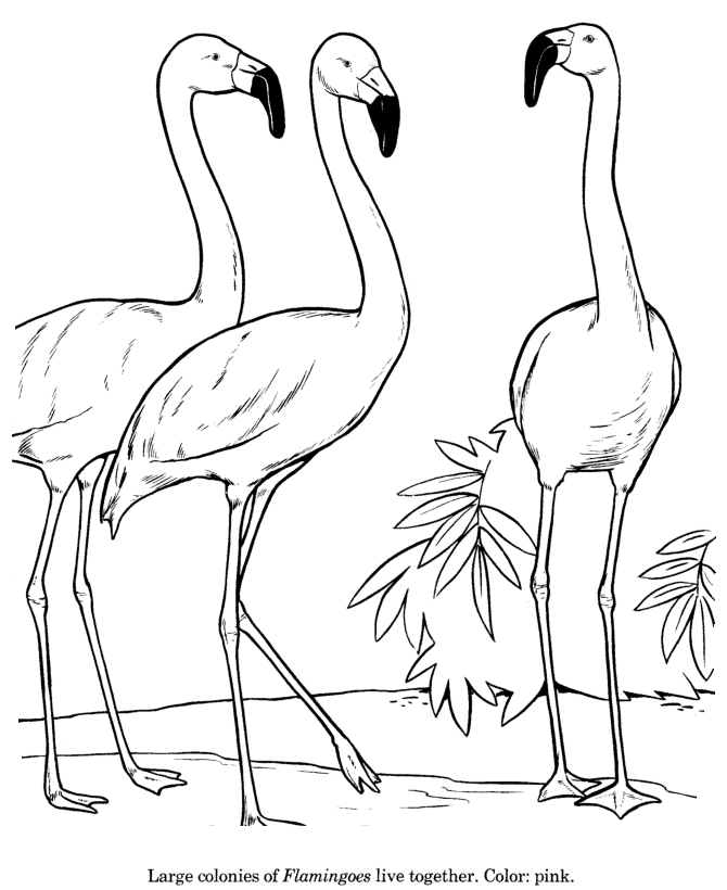 flamingo-coloring-page-0030-q1