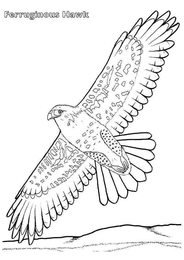 hawk-coloring-page-0008-q2