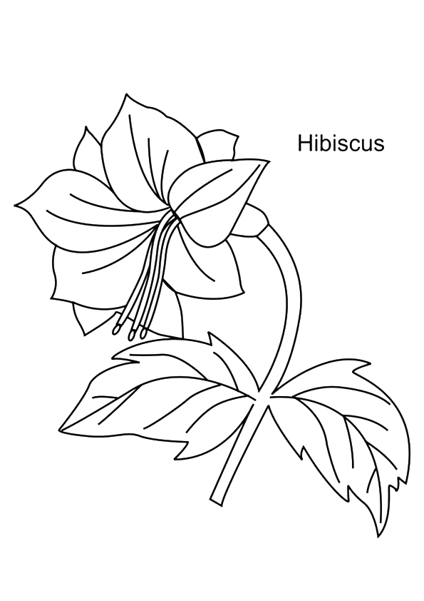 hibiscus-coloring-page-0012-q2
