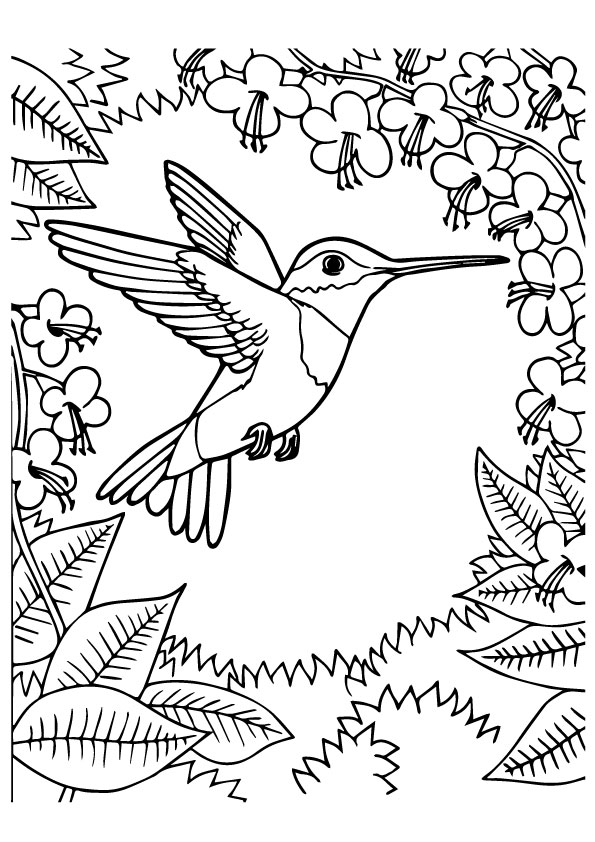hummingbird-coloring-page-0001-q2