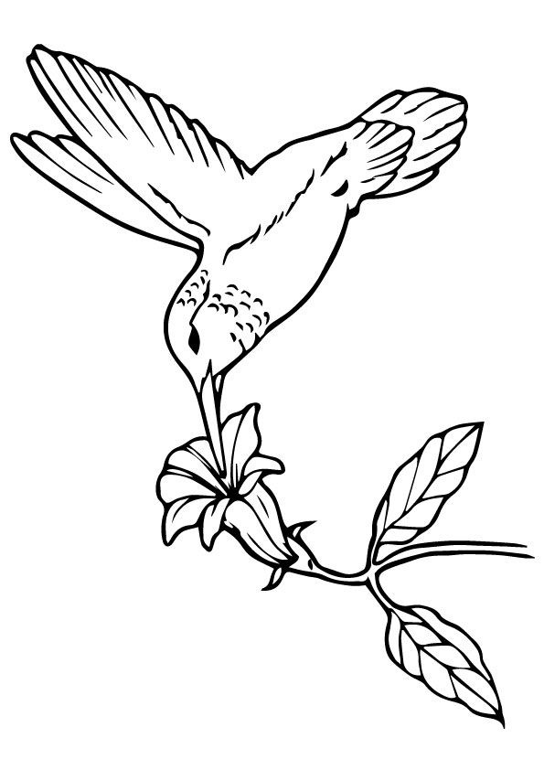 hummingbird-coloring-page-0008-q2