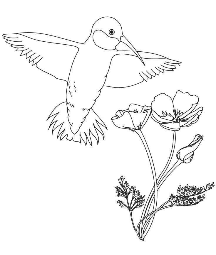hummingbird-coloring-page-0009-q1