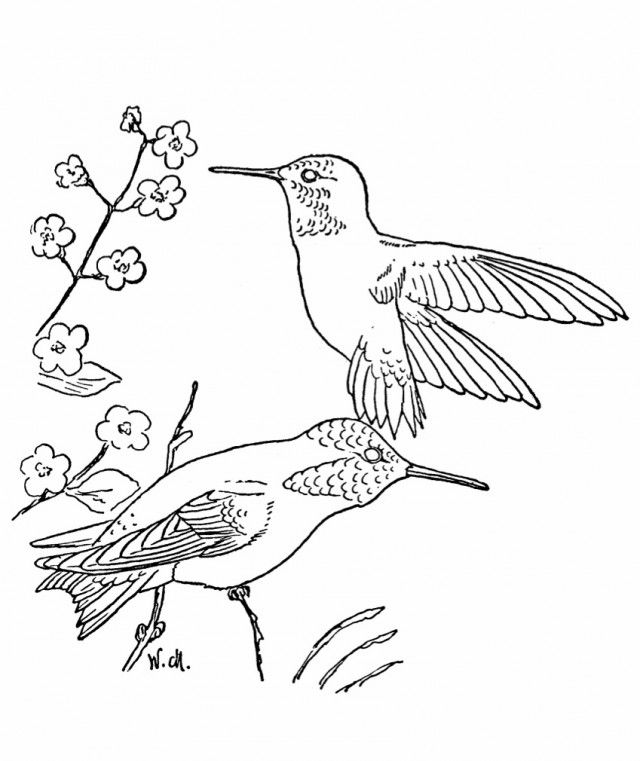 hummingbird-coloring-page-0011-q1