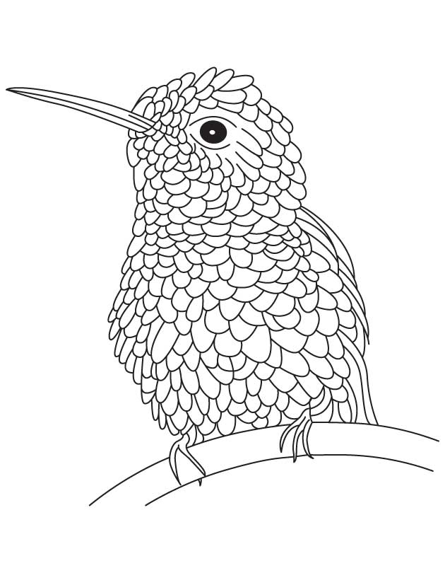 hummingbird-coloring-page-0014-q1