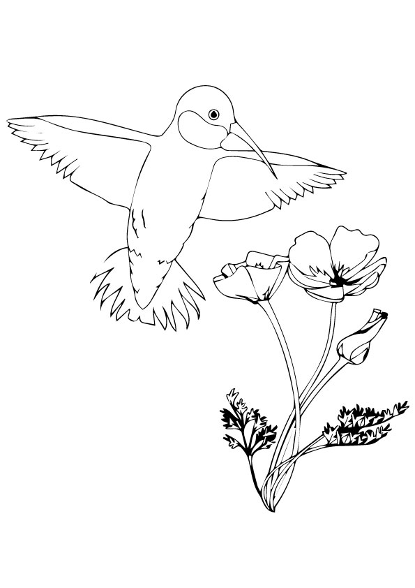 hummingbird-coloring-page-0015-q2