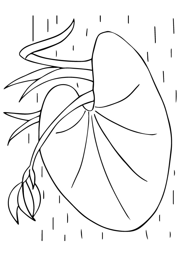 lily-coloring-page-0013-q2