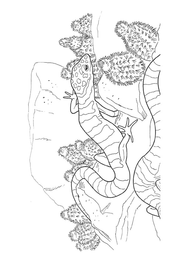 lizard-coloring-page-0012-q2