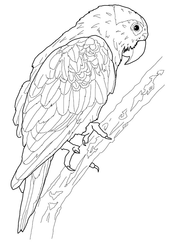 macaw-coloring-page-0007-q2