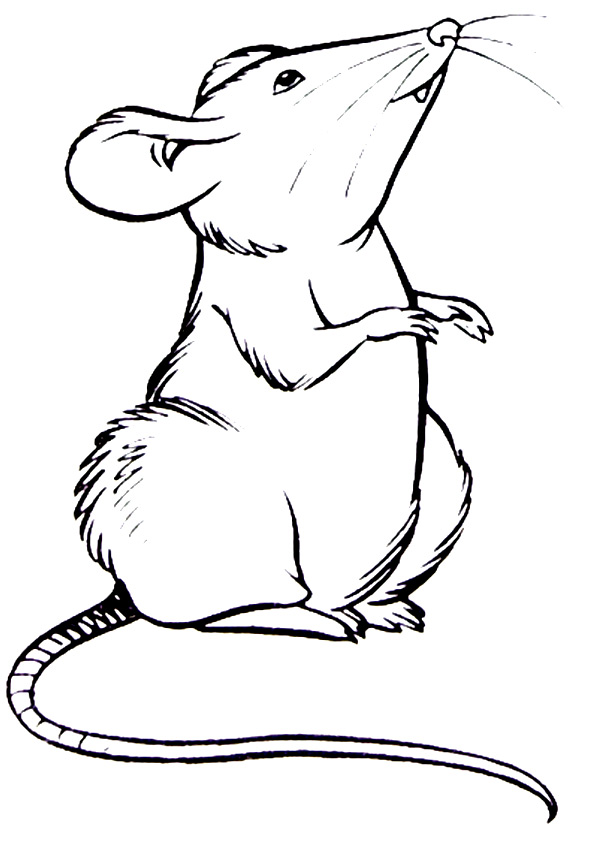 rat-coloring-page-0031-q2