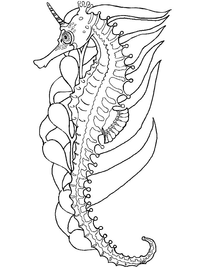 seahorse-coloring-page-0017-q1