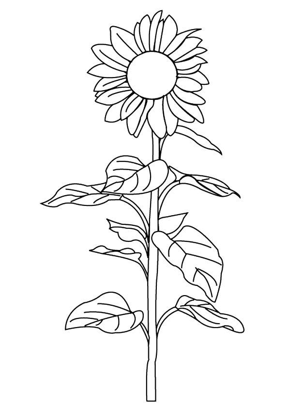 sunflower-coloring-page-0025-q2