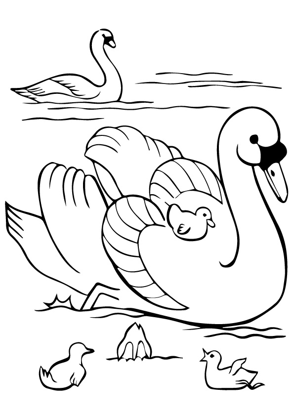 swan-coloring-page-0008-q2