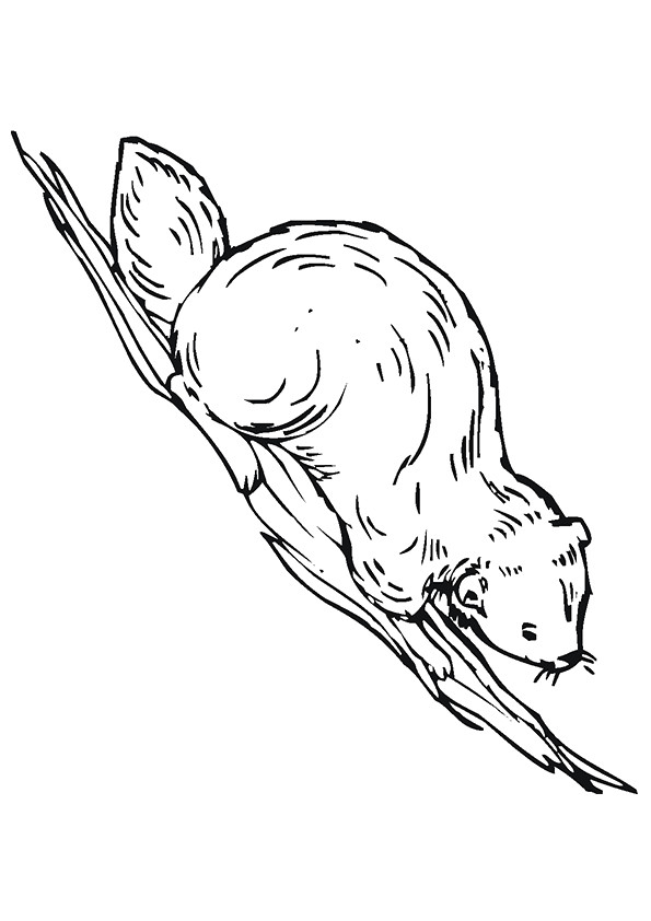 beaver-coloring-page-0008-q2