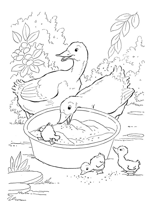 duck-coloring-page-0002-q2