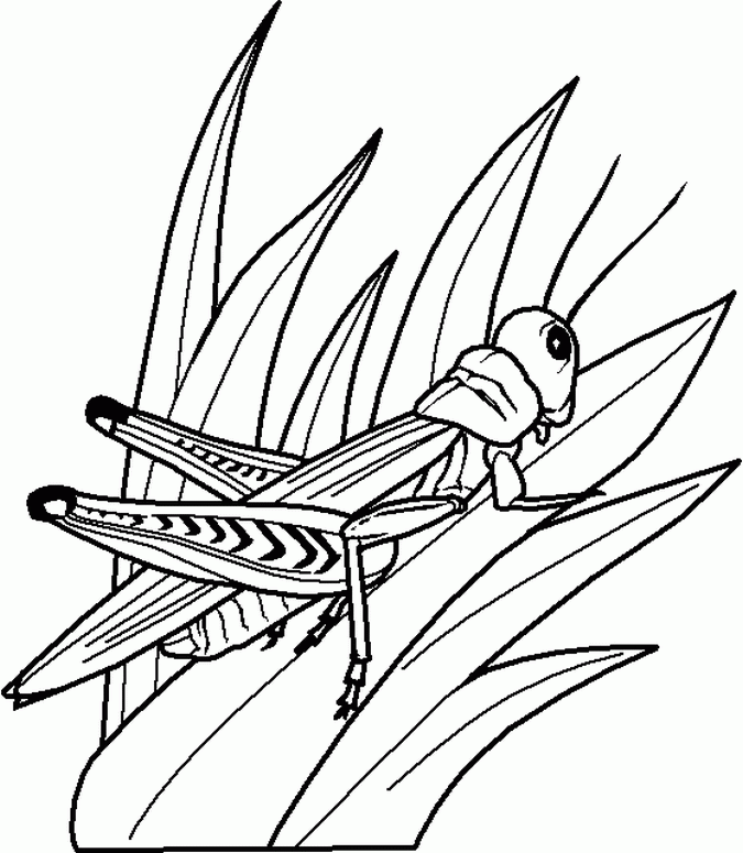 insect-coloring-page-0025-q1