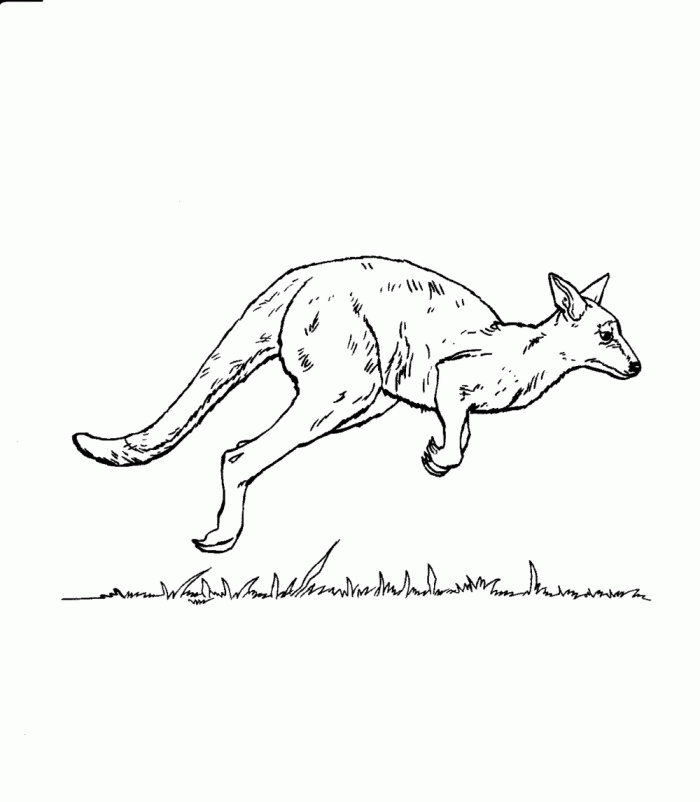 kangaroo-coloring-page-0033-q1