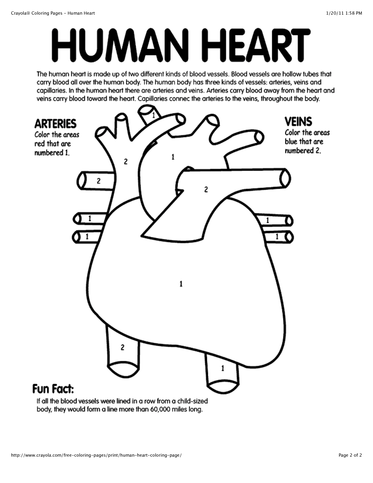 anatomy-coloring-pages-books-100-free-and-printable