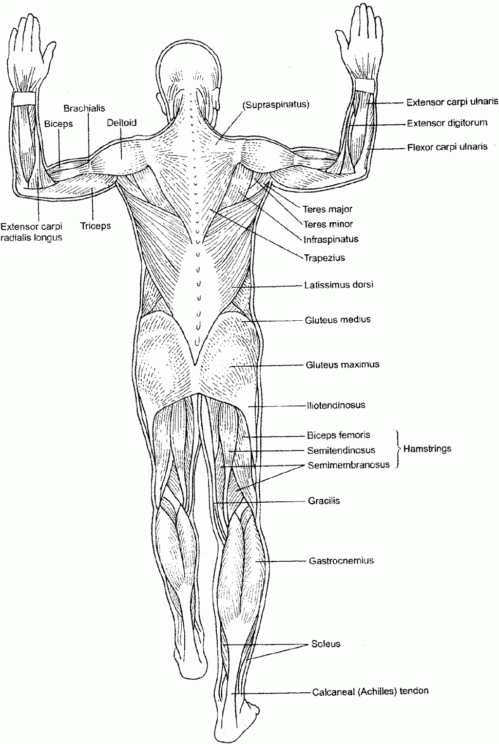 Anatomy Coloring Pages & Books 100 FREE and printable!