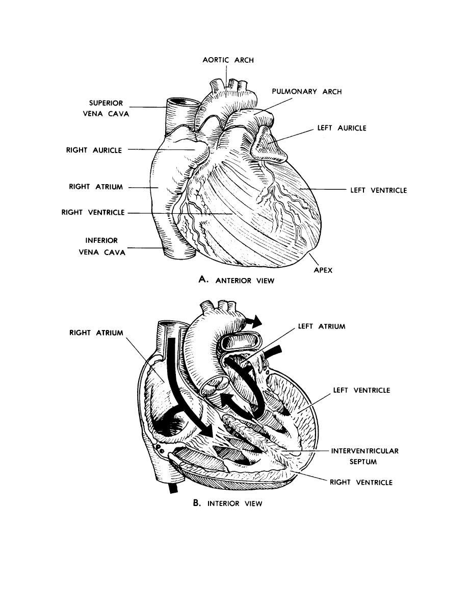 anatomy-coloring-page-0017-q1