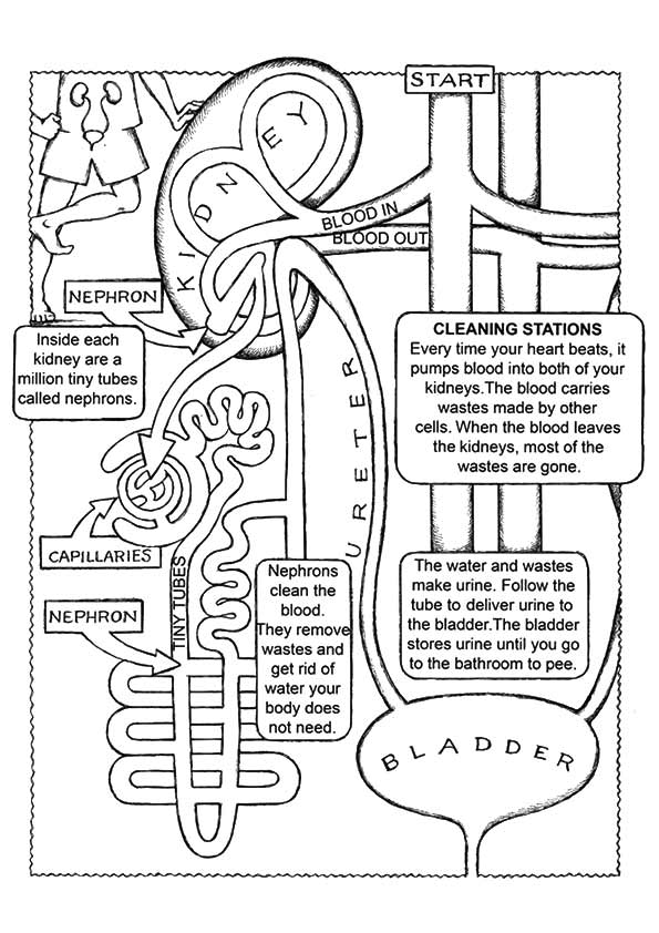 anatomy-coloring-pages-books-100-free-and-printable