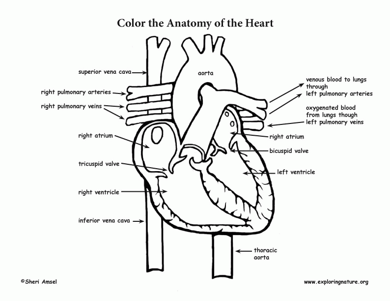 anatomy-coloring-page-0049-q1