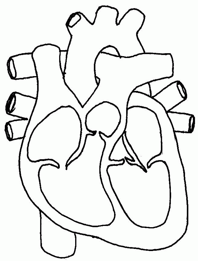 anatomy-coloring-page-0051-q1
