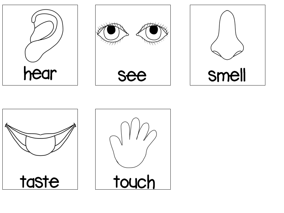 5 Senses