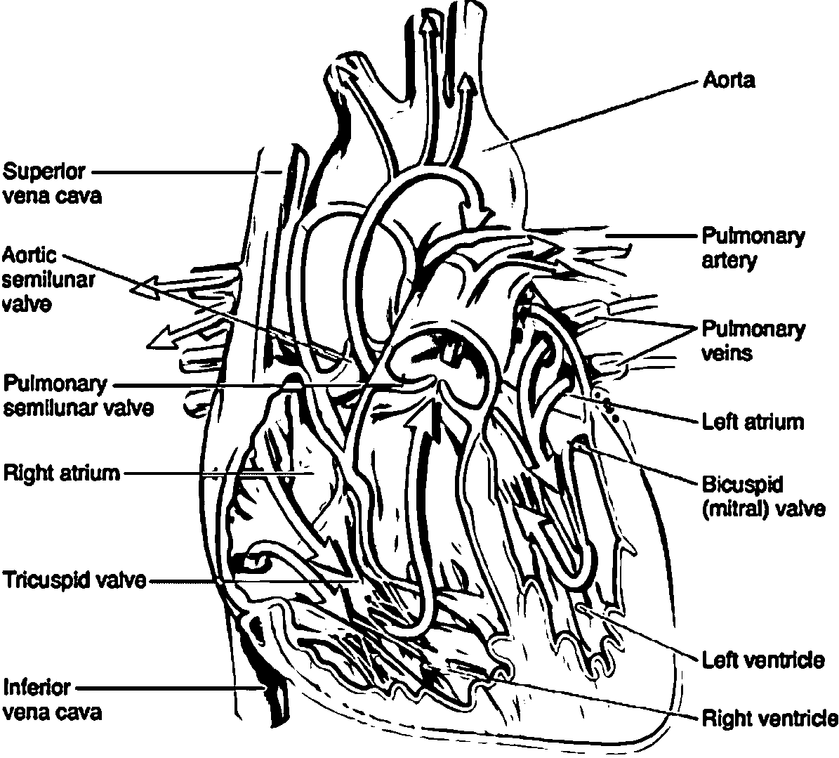 biology-coloring-page-0013-q1