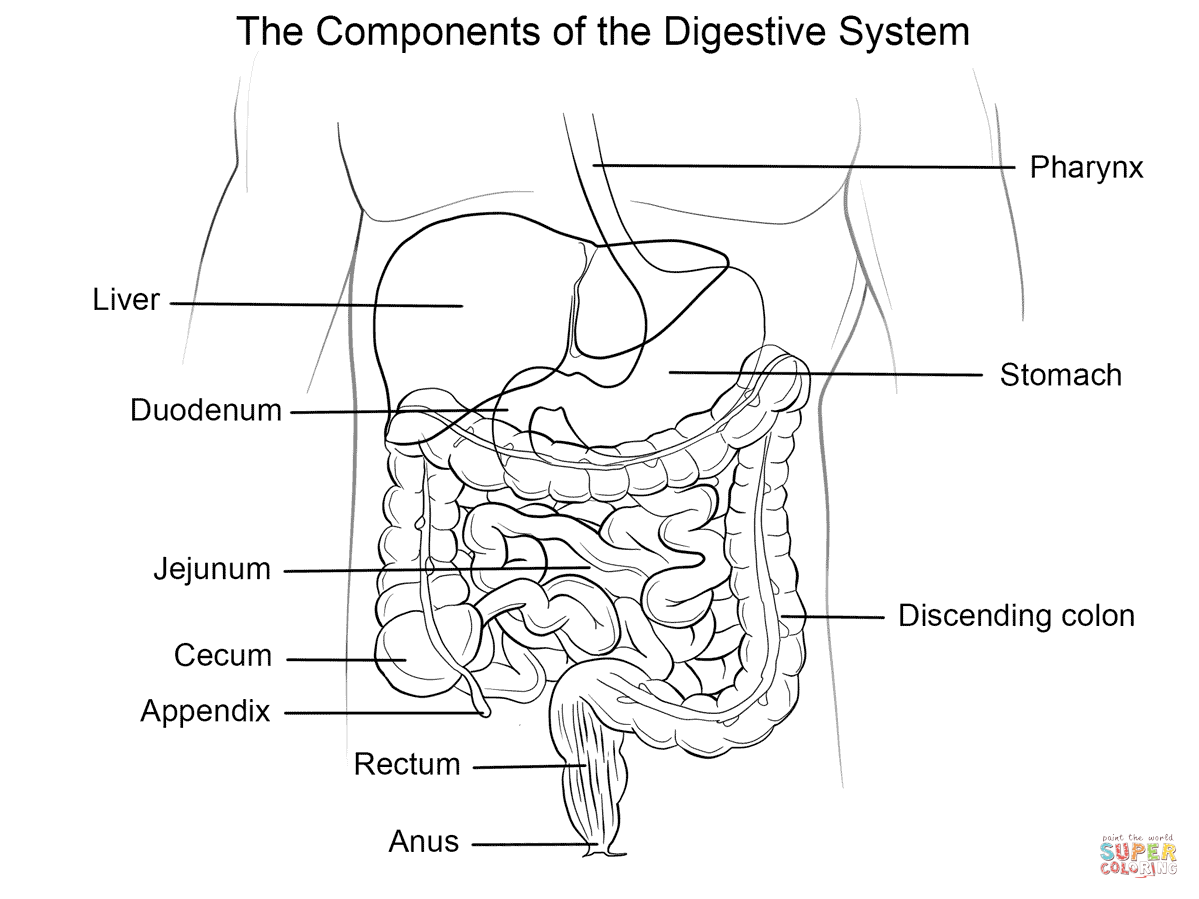 biology-coloring-page-0014-q1