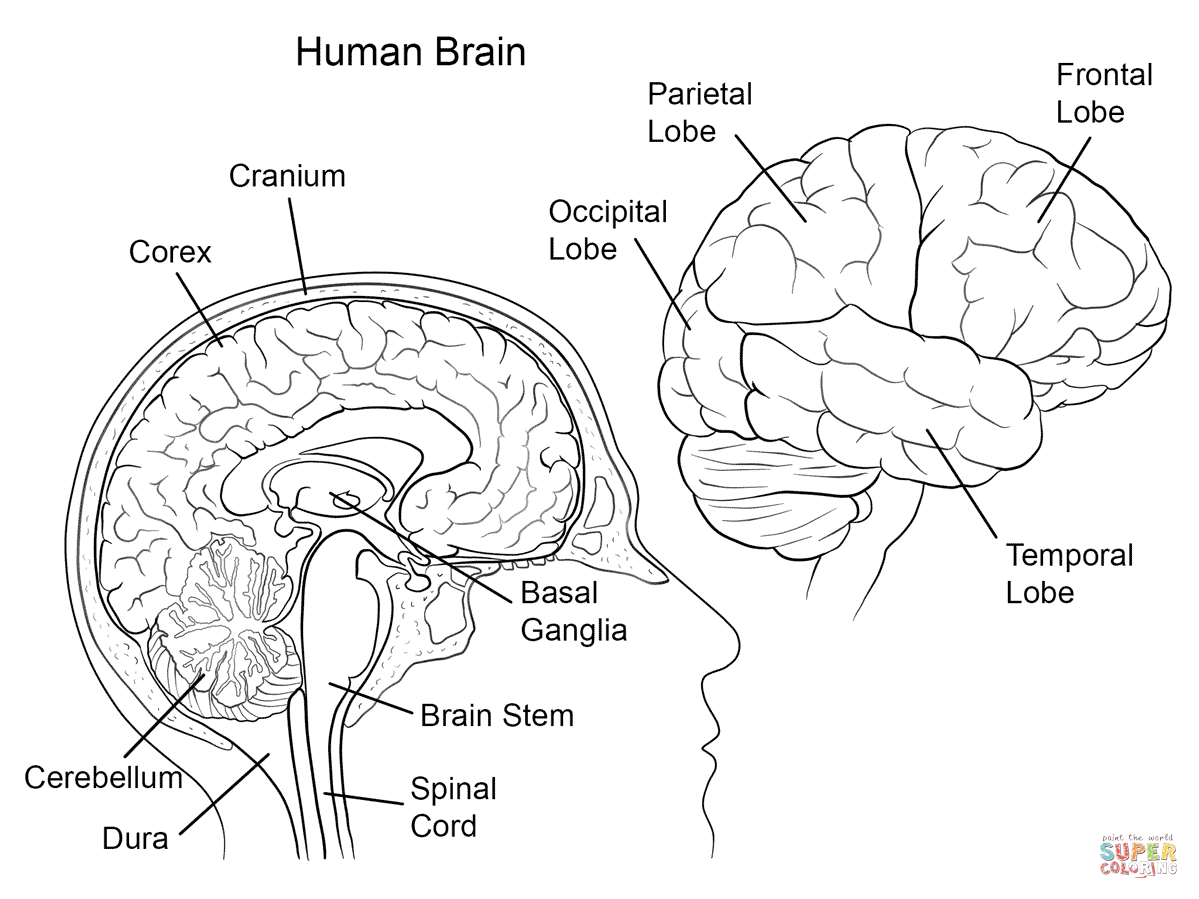 Biology Coloring Pages Books 100 FREE And Printable 