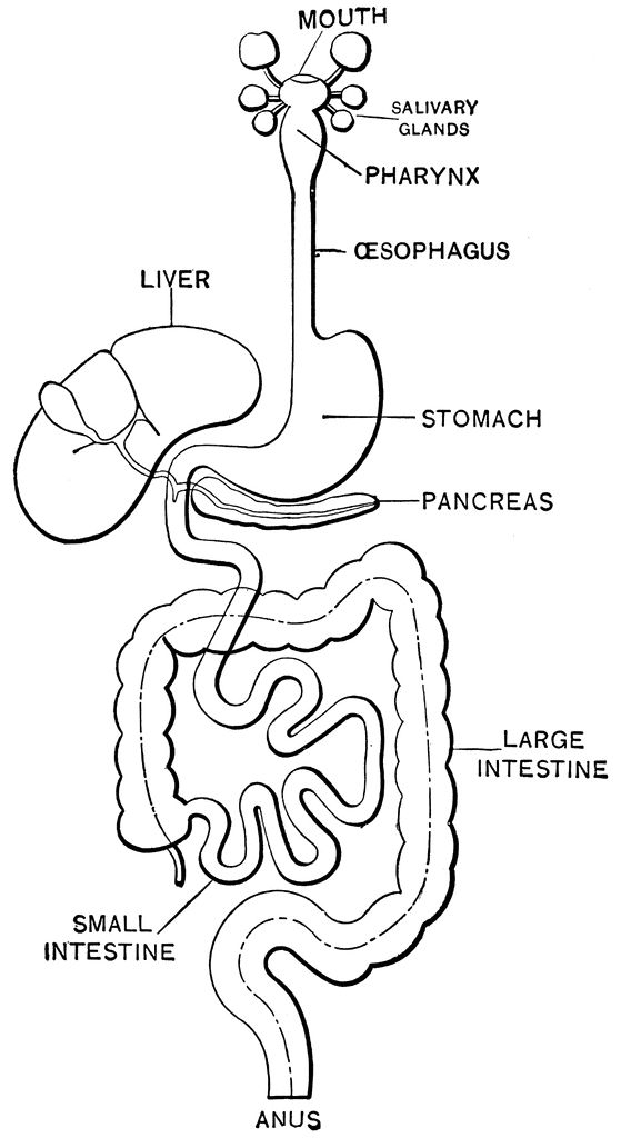 biology-coloring-page-0024-q1