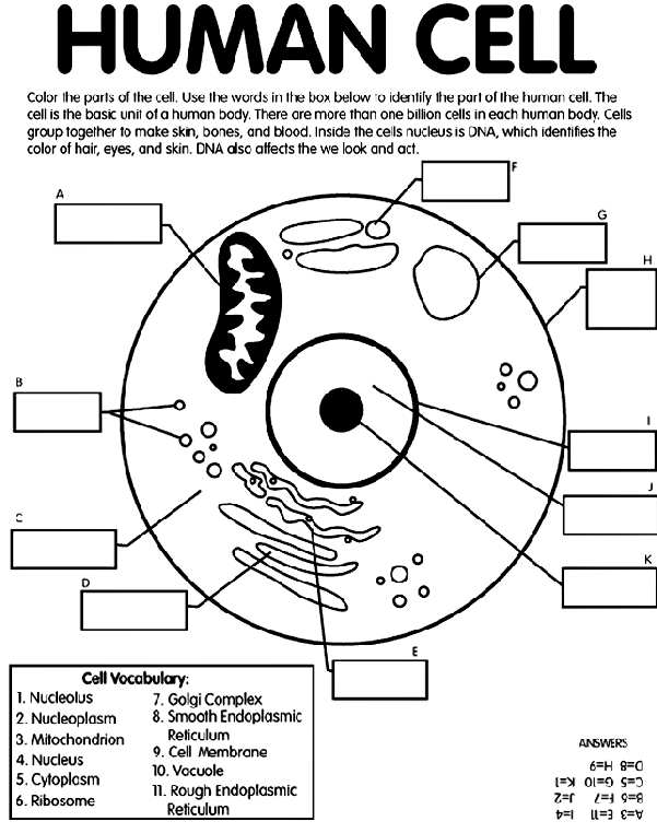biology-coloring-page-0032-q1