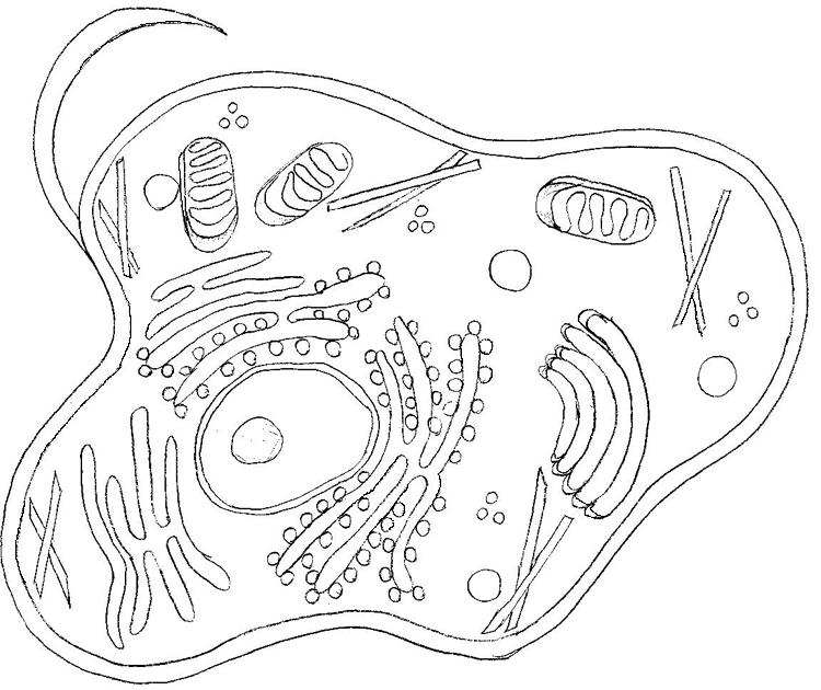 biology-coloring-page-0042-q1