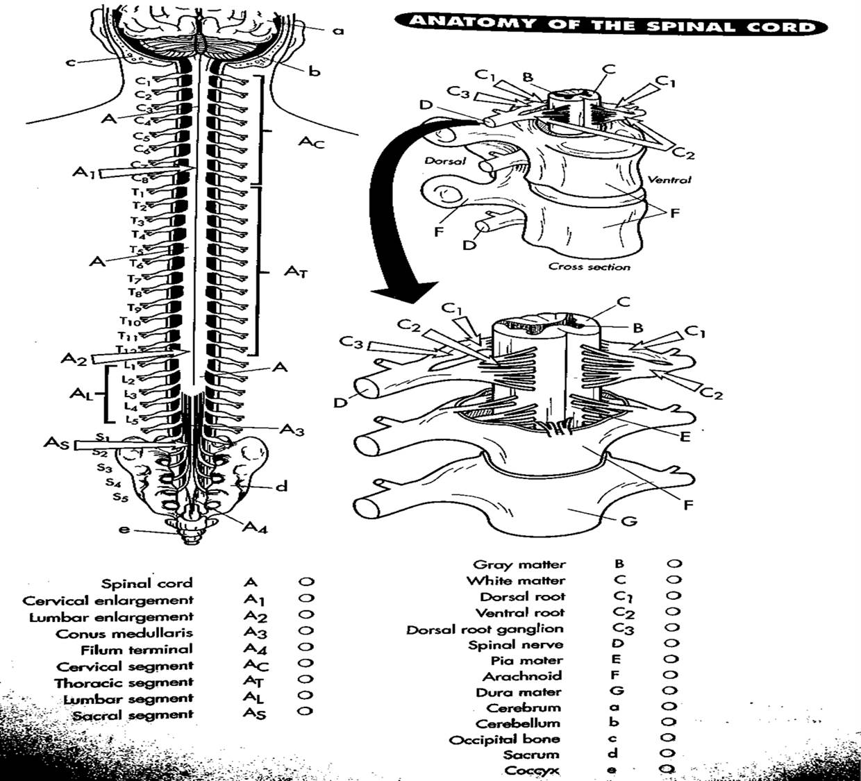 biology-coloring-page-0068-q1