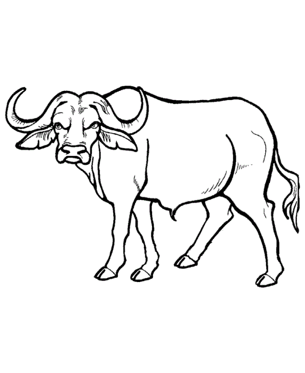 buffalo-coloring-page-0004-q1