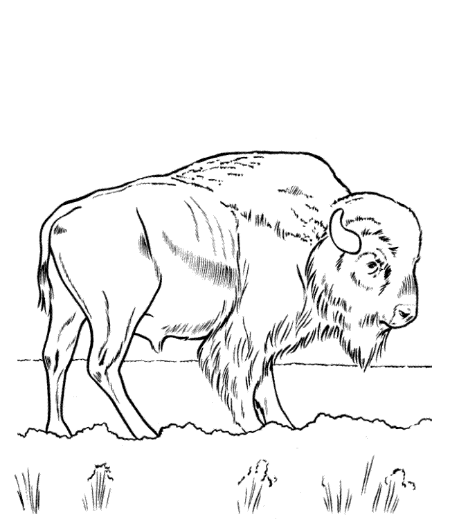 buffalo-coloring-page-0011-q1