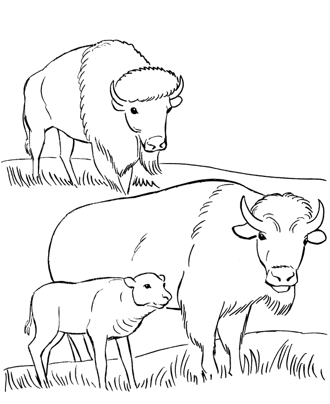 buffalo-coloring-page-0018-q1