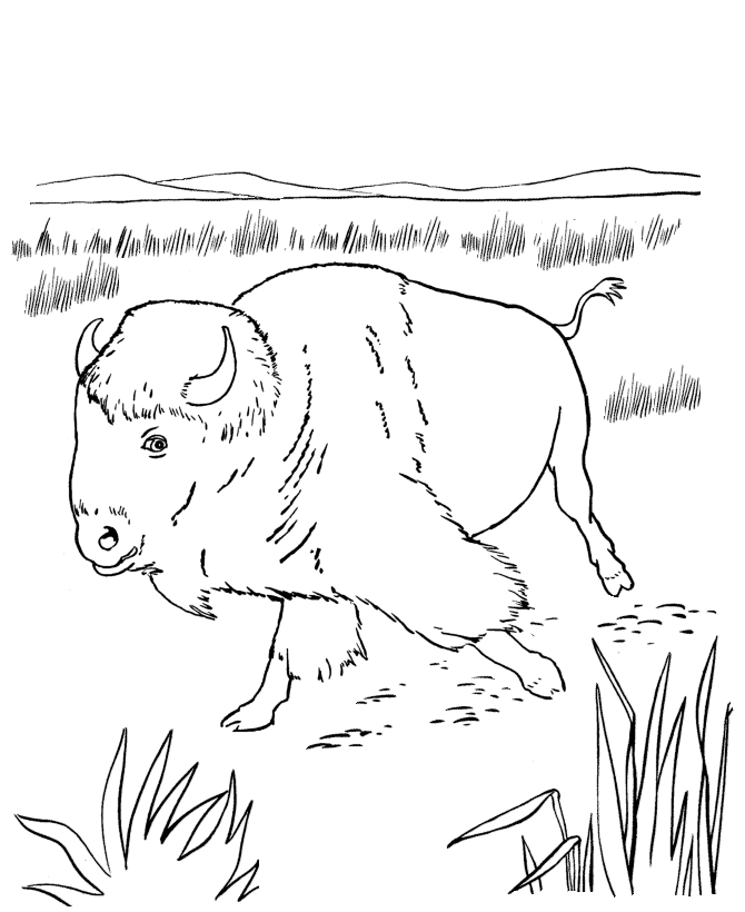 buffalo-coloring-page-0024-q1