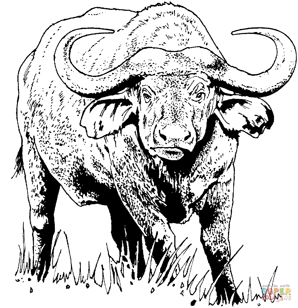 buffalo-coloring-page-0030-q1