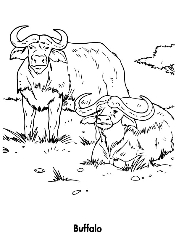buffalo-coloring-page-0041-q2