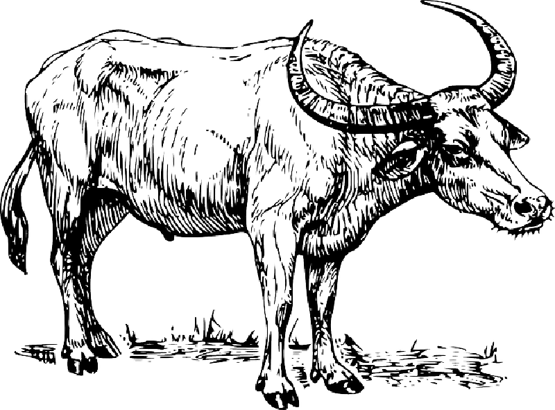buffalo-coloring-page-0051-q1
