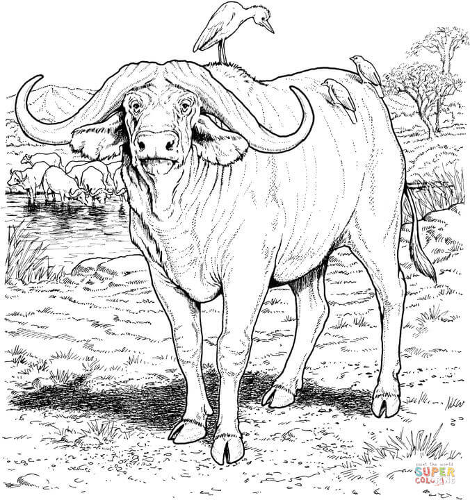 buffalo-coloring-page-0052-q1