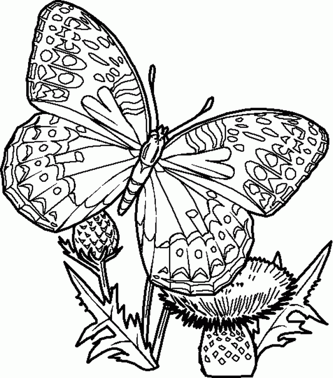 bug-coloring-page-0004-q1