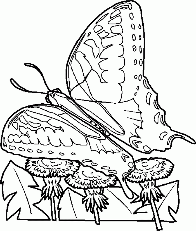 bug-coloring-page-0006-q1